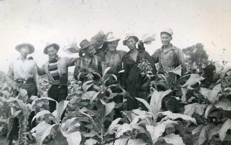 Left to right: Hama, Ono, Shimizu, Hoita, Tosa, Kuwabara, standing in a tobacco field. Courtesy the University of Windsor Leddy Library.